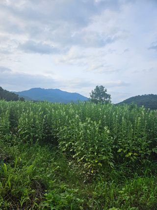 고사리.밤.육쪽마늘님의 참깨 · 영농일지 작성글 사진