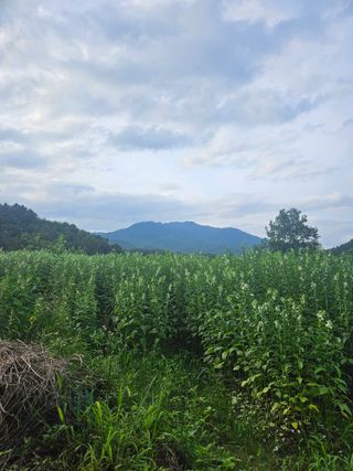 고사리.밤.육쪽마늘님의 참깨 · 영농일지 작성글 사진