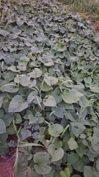 양은수님의 고구마 · 영농일지 작성글 사진