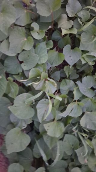 양은수님의 고구마 · 영농일지 작성글 사진