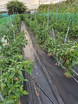 팜모닝 고추·영농일지 게시글 이미지