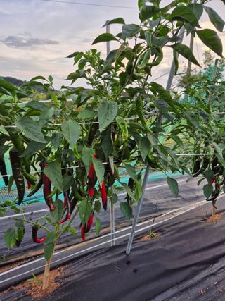 송영래님의 고추 · 영농일지 작성글 사진