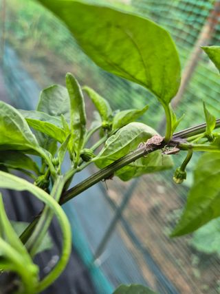 송영래님의 고추 · 영농일지 작성글 사진