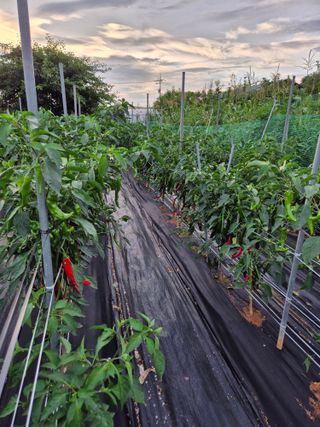 송영래님의 고추 · 영농일지 작성글 사진