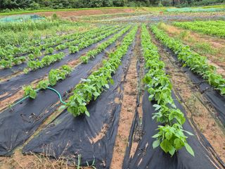송영래님의 고추 · 영농일지 작성글 사진