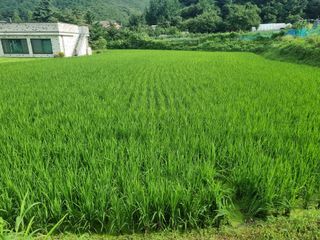 슈퍼맨님의 🌧️7월 내 작물 자랑하기 · 참여글 작성글 사진