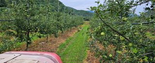 미스터션샤인님의 사과 · 영농일지 작성글 사진