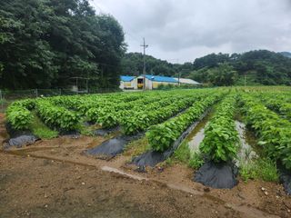 HYUN님의 🌧️7월 내 작물 자랑하기 · 참여글 작성글 사진