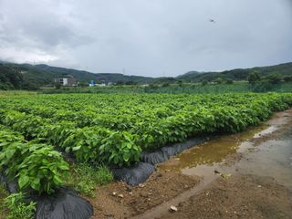 HYUN님의 🌧️7월 내 작물 자랑하기 · 참여글 작성글 사진