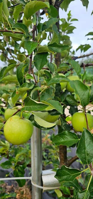 염인수님의 🌧️7월 내 작물 자랑하기 · 참여글 작성글 사진