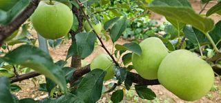 염인수님의 🌧️7월 내 작물 자랑하기 · 참여글 작성글 사진