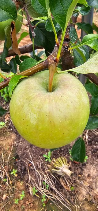 염인수님의 🌧️7월 내 작물 자랑하기 · 참여글 작성글 사진