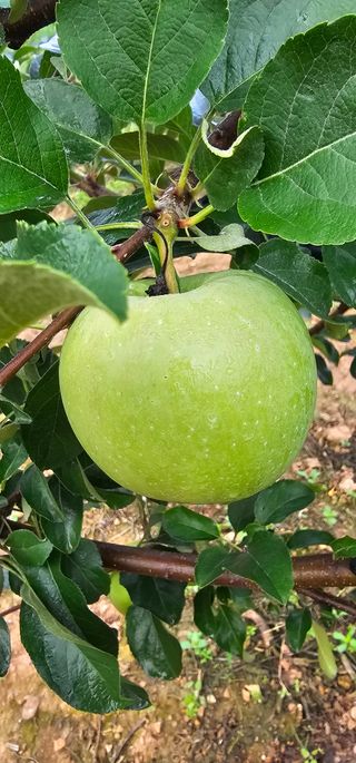 염인수님의 🌧️7월 내 작물 자랑하기 · 참여글 작성글 사진