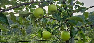 염인수님의 🌧️7월 내 작물 자랑하기 · 참여글 작성글 사진