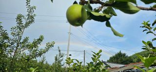 염인수님의 🌧️7월 내 작물 자랑하기 · 참여글 작성글 사진