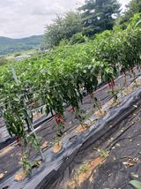 팜모닝 고추·영농일지 게시글 이미지