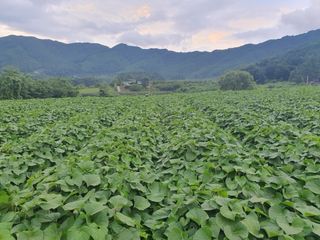신태식님의 고구마 · 영농일지 작성글 사진