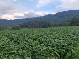 신태식님의 고구마 · 영농일지 작성글 사진