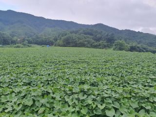 신태식님의 고구마 · 영농일지 작성글 사진