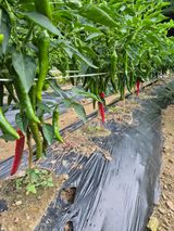 팜모닝 고추·영농일지 게시글 이미지