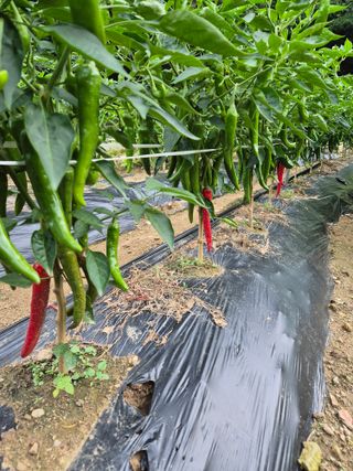 성범현님의 고추 · 영농일지 작성글 사진