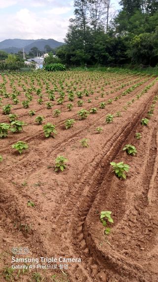 김성구님의 들깨 · 영농일지 작성글 사진