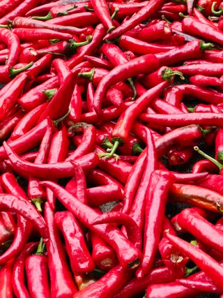 김덕조님의 고추 · 영농일지 작성글 사진