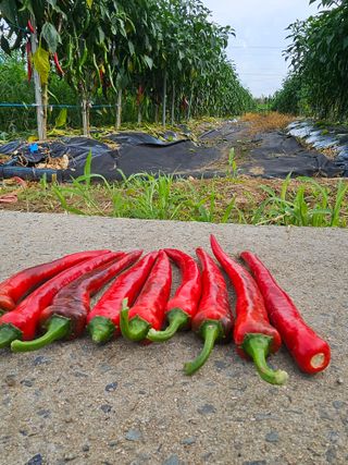 김덕조님의 고추 · 영농일지 작성글 사진