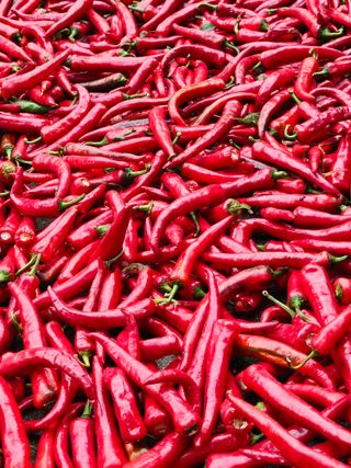 김덕조님의 고추 · 영농일지 작성글 사진