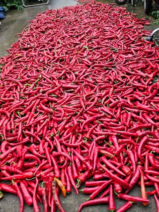 김덕조님의 고추 · 영농일지 작성글 사진