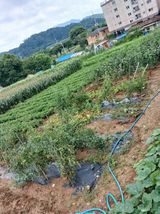 팜모닝 옥수수·영농일지 게시글 이미지