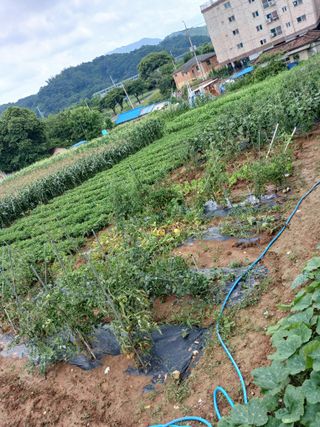 도토리아줌마님의 옥수수 · 영농일지 작성글 사진