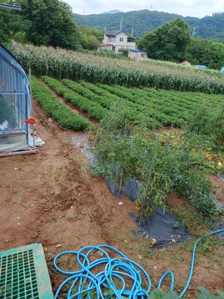 도토리아줌마님의 옥수수 · 영농일지 작성글 사진