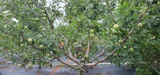 김성태님의 사과 · 영농일지 작성글 사진