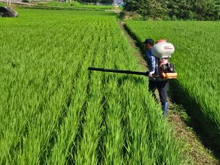 메추라기님의 벼 · 영농일지 작성글 사진