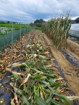 팜모닝 들깨·영농일지 게시글 이미지