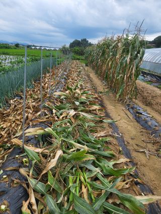 갑부님의 들깨 · 영농일지 작성글 사진