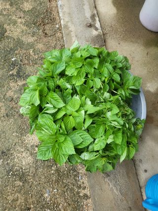 갑부님의 들깨 · 영농일지 작성글 사진