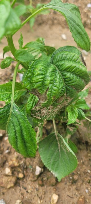 까마구님의 들깨 · 병해충상담 작성글 사진