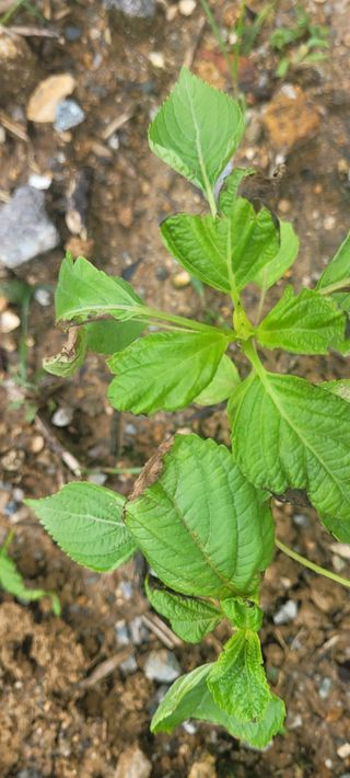 까마구님의 들깨 · 병해충상담 작성글 사진