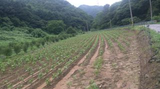 효명 이승배님의 들깨 · 영농일지 작성글 사진