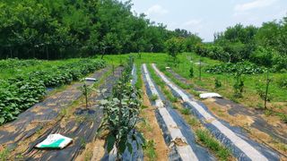 초보농부님의 고추 · 영농일지 작성글 사진