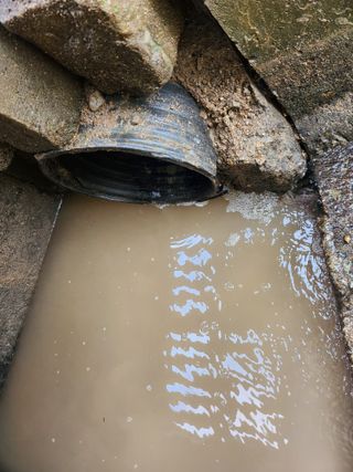 백화산지킴이산야초님의 포도 · 영농일지 작성글 사진