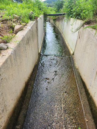 백화산지킴이산야초님의 포도 · 영농일지 작성글 사진
