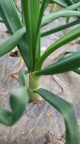 팜모닝 양파·영농일지 게시글 이미지