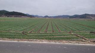 송용민님의 양파 · 영농일지 작성글 사진