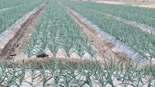 송용민님의 양파 · 영농일지 작성글 사진