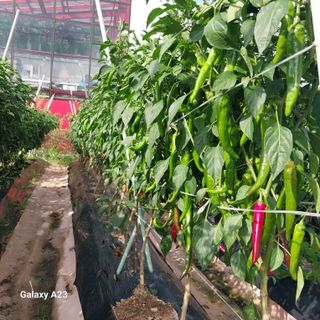 행복한누룩님의 고추 · 영농일지 작성글 사진