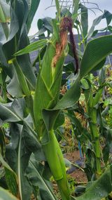 팜모닝 옥수수·영농일지 게시글 이미지