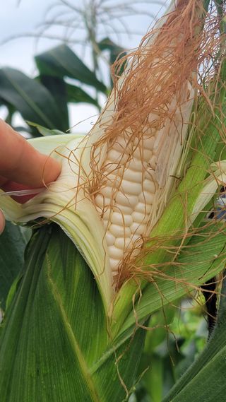 송용민님의 옥수수 · 영농일지 작성글 사진